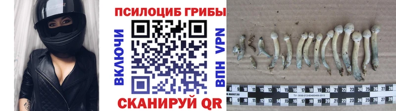 Псилоцибиновые грибы Psilocybe  Купить где  Балашиха 